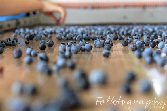 blueberries on the belt