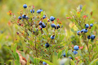 blueberries 02