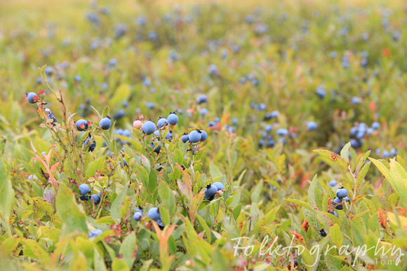 blueberries 02