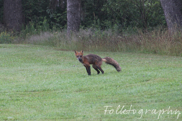 The Pooping Fox 05