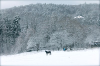 Williamsburg Horse Winter