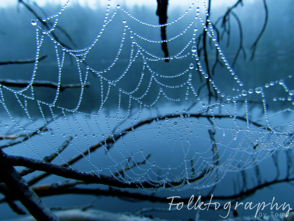 spider web8