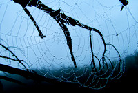 spider web2