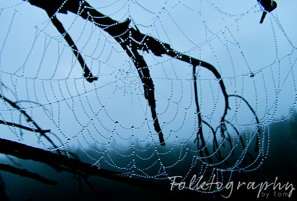 spider web2