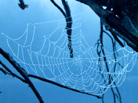 spider web1