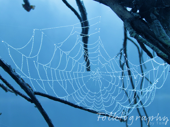 spider web1