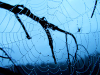 spider web6