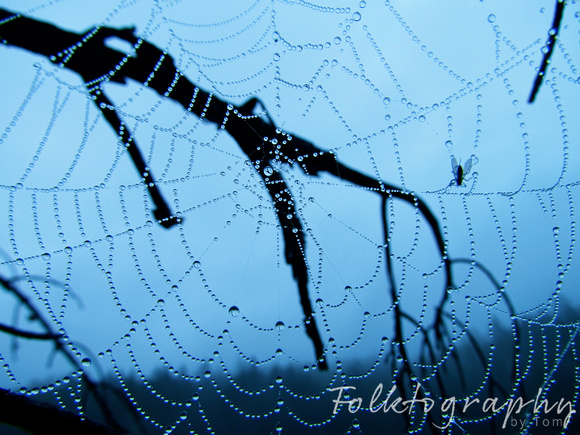 spider web6