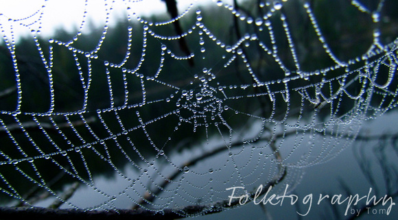spider web12