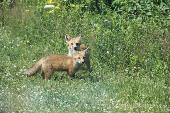 PEI Foxes