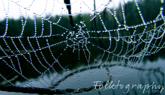 spider web13