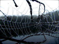spider web10