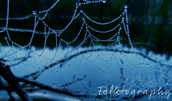 spider web15