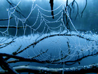 spider web9