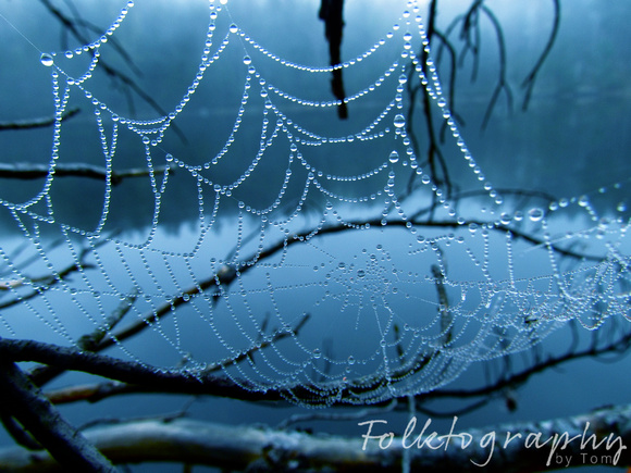 spider web9
