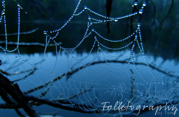 spider web11