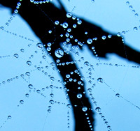 spider web7