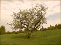 Nature- General