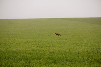 Fox and field