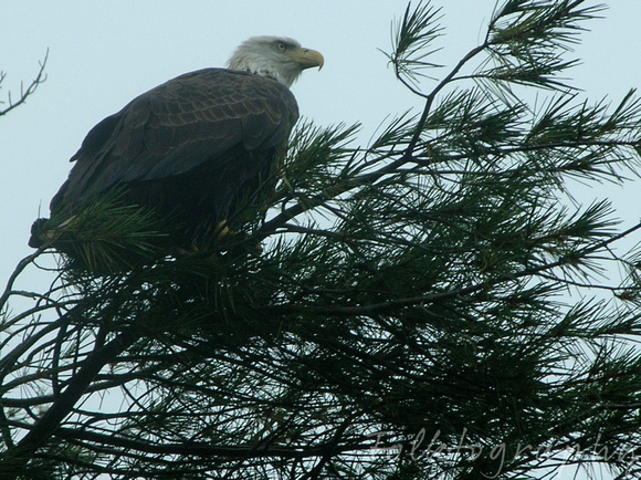 Bald Eagle1